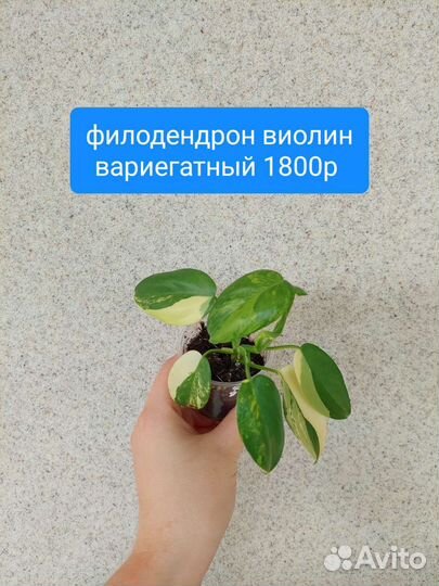 Филодендрон виолин и другие