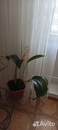 Эухарис амазонская лилия