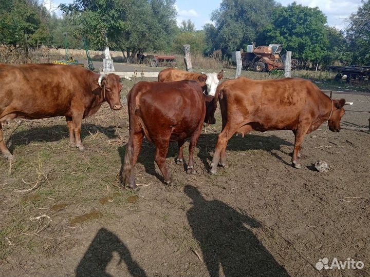 Коровы,свини