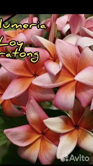 Комнатные растения цветущие