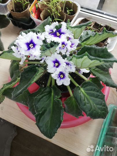 Комнатные растения