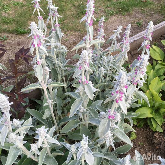 Многолетние, однолетние цветы