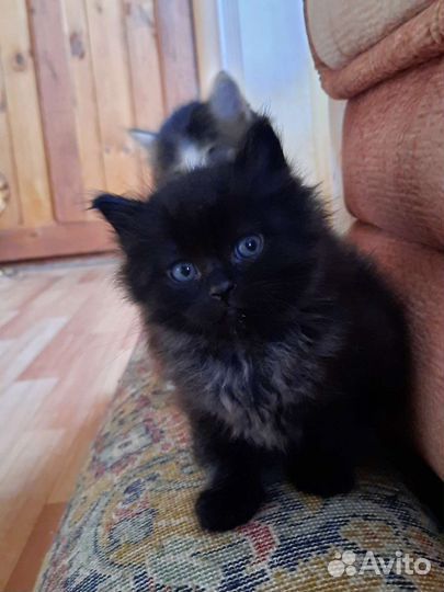 Котенок