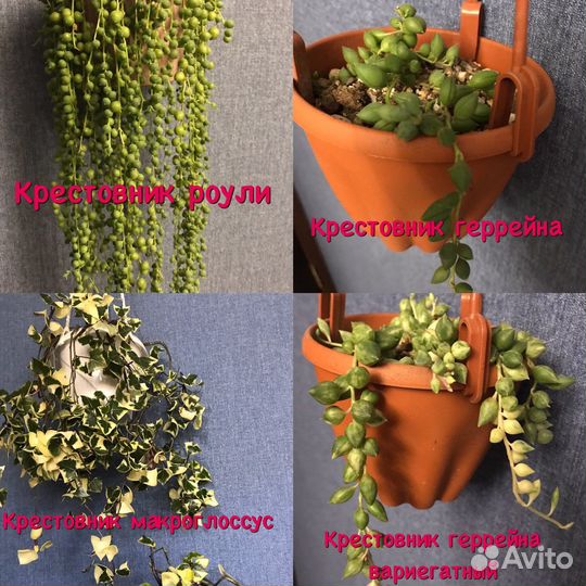 Суккуленты ампельные