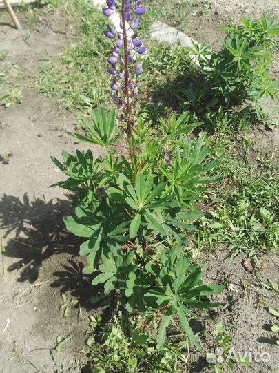 Саженцы люпин