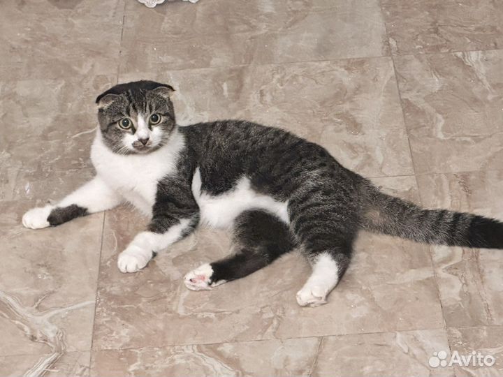 Вислоухая кошка