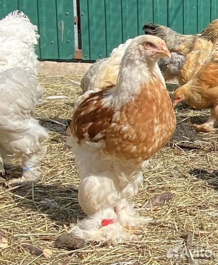 Цыплята брама (4-5 месяца)