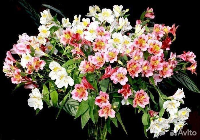 Букет из альстромерий цветы