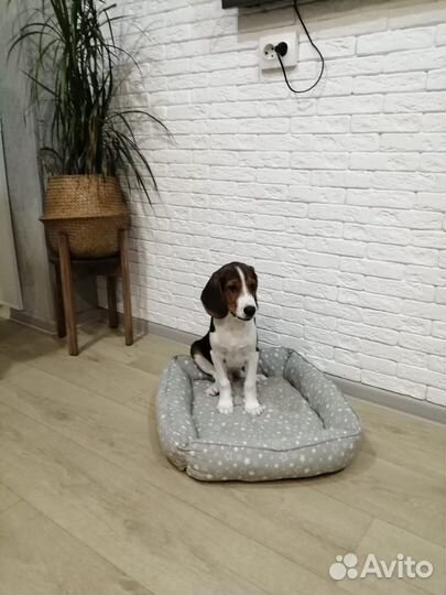 Бигль щенок