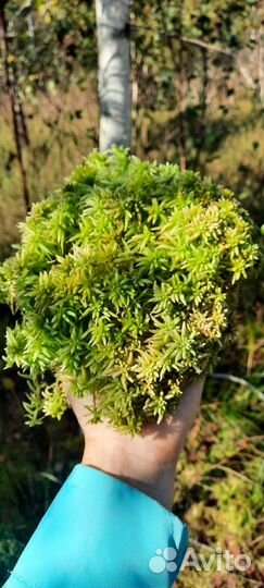 Мох сфагнум, белый олений мох, цетрария