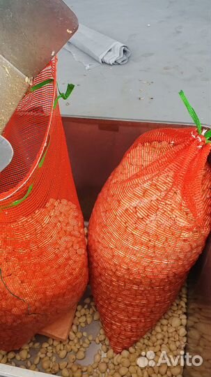 Чеснок очищенный