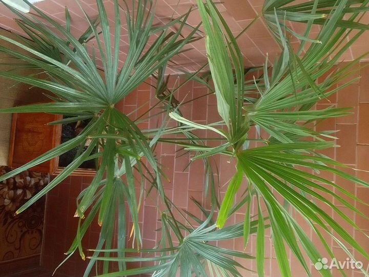 Пальма веерная Ливистона