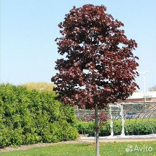 Клён краснолистный на штамбе