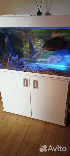Аквариум с тумбой 200 литров