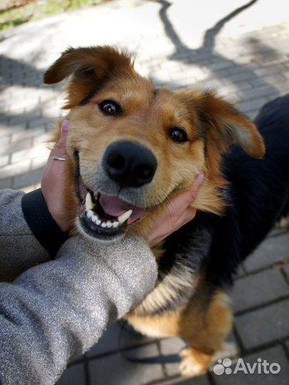 Собака в добрые руки