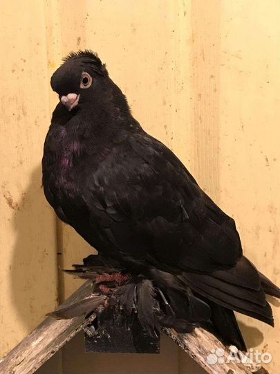 Продажа голубей узбекских, якобинцев, чехов