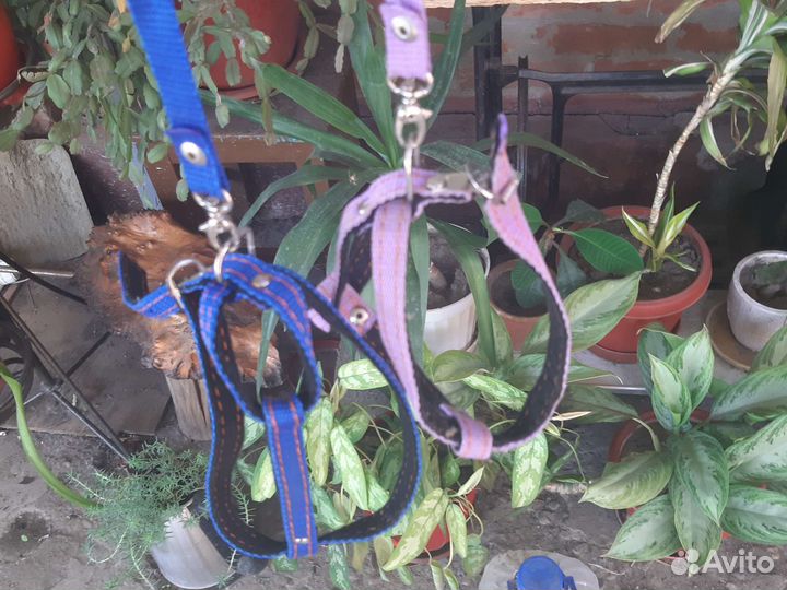 Поводок для маленьких собак