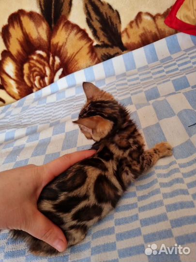 Бенгальские котята