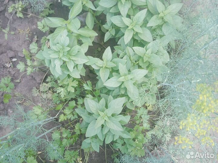 Лук, базилик, шпинат, салат, укроп зонтики