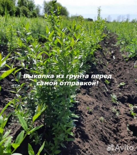 Бирючина / фигуры / изгородь