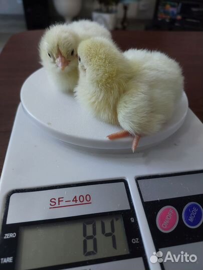 Цыплята суточные, несушки,индейка, бройлеры, утка
