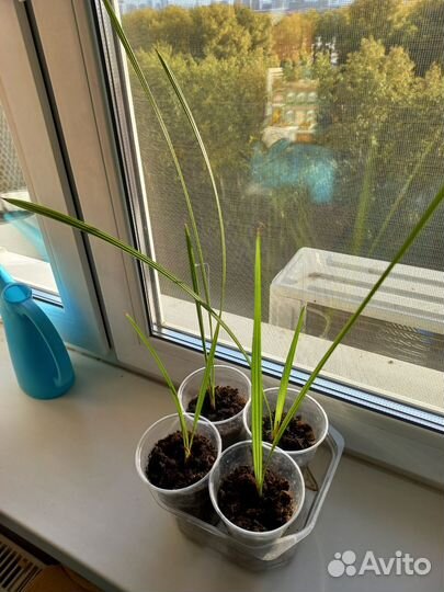 Саженцы фиников