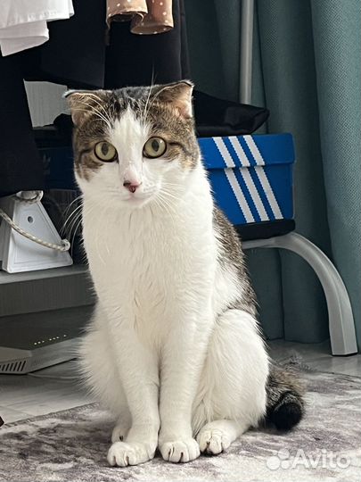 Кот в добрые руки