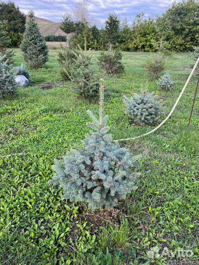 Ель голубая 1 м