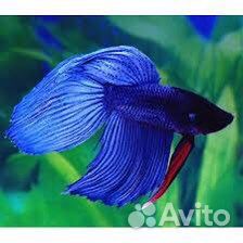 Рыба петушок