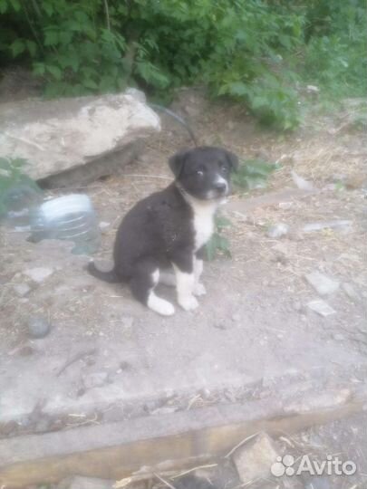 Щенки бесплатно