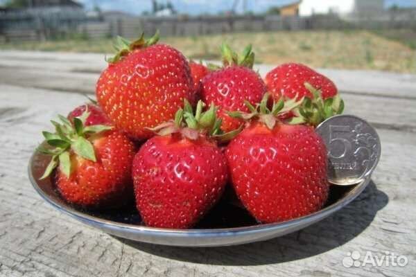 Рассада клубники Маршал и Фестивальная усы