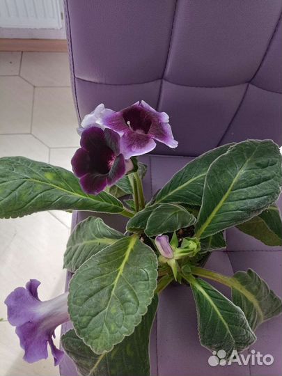 Цветы комнатные