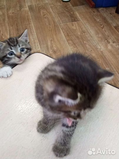 Кошки в добрые руки бесплатно