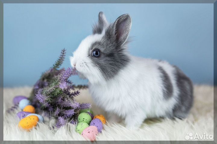 Кролик карликовый / Мини кролик