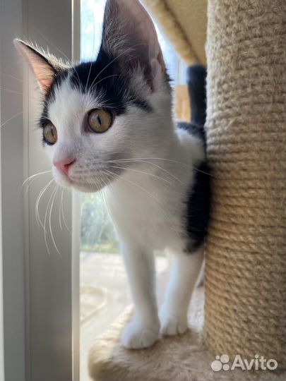 Котята подростки