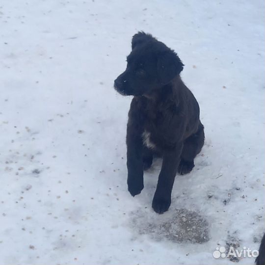 Щеночки в добрые руки