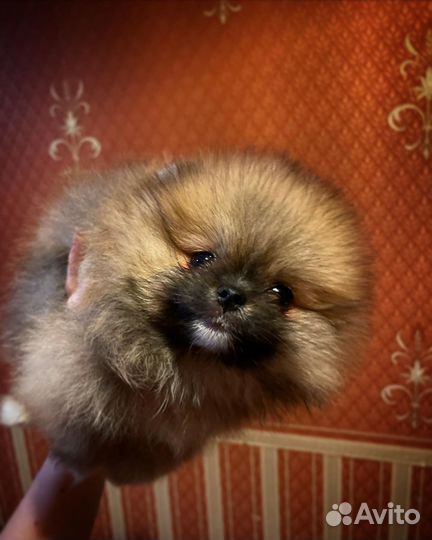 Шпиц мини мальчик померанец