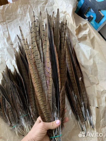 Перо фазана