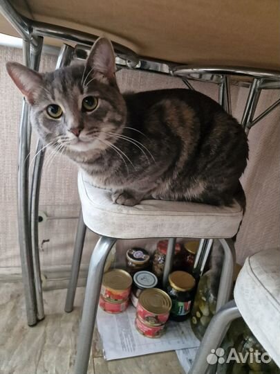 Котик бесплатно
