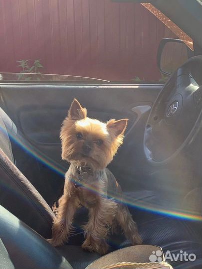 Вязка Йоркширский терьер