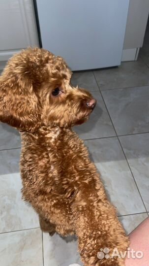 Вязка собак