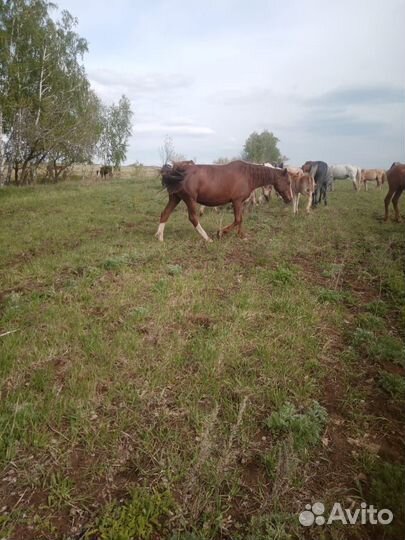 Кобыла с жеребенком