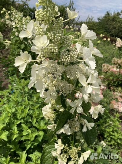 Гортензия метельчатая саженцы в контейнерах