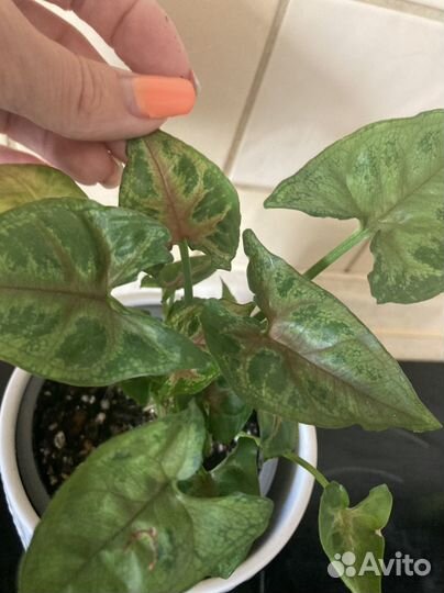 Сингониум Тиффани, Кристмас