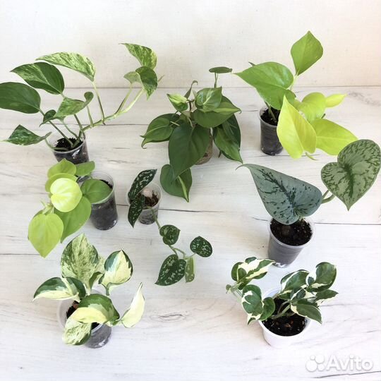 Филы, сциндапсусы для фитостен (много)