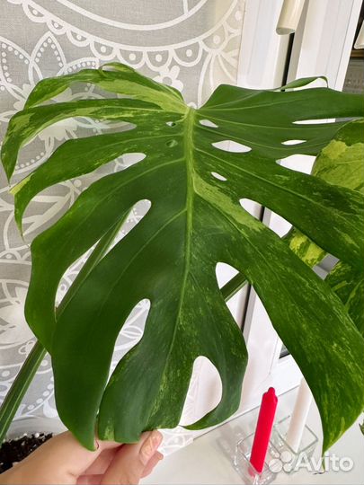 Монстера океан минт