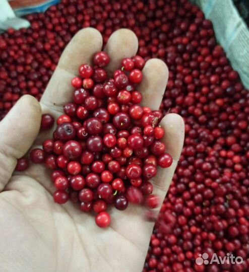 Черника, брусника, клюква