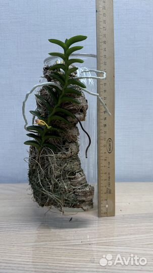 Орхидея Pelantheria ctenoglossum