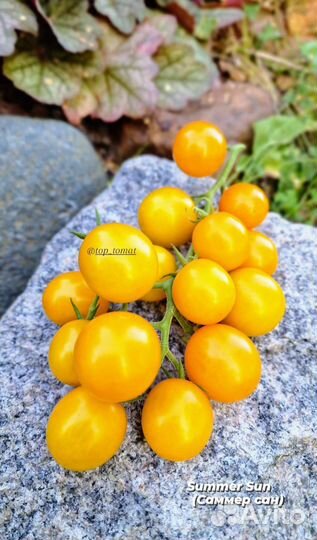 Семена томатов черри
