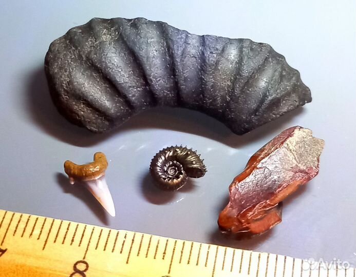 Набор окаменелостей